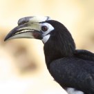 Oriental Pied Hornbill